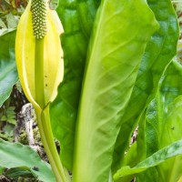 American Skunk Cabbage